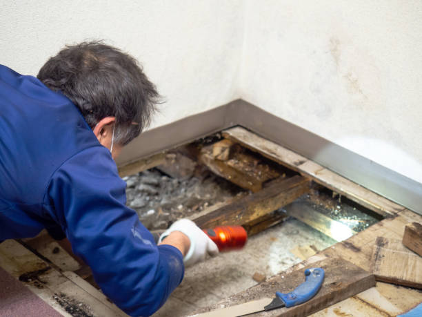 Mold Removal Process in Reinbeck, IA