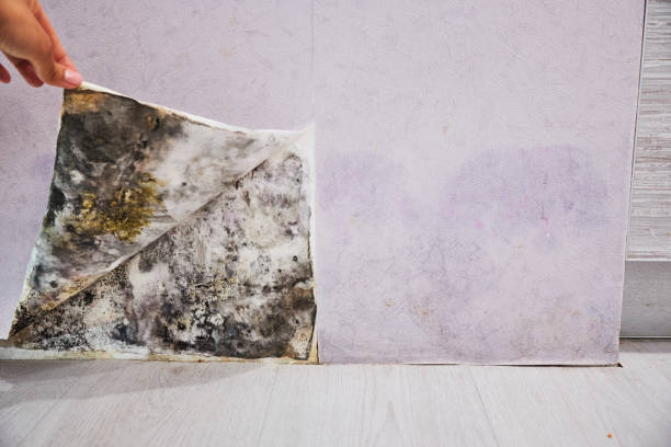 Office Mold Removal Services in Reinbeck, IA